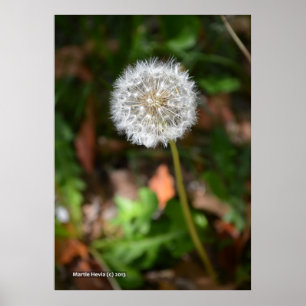 Poster Dandelion