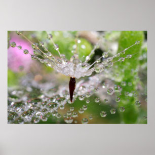 Poster Dandelion Abstrait