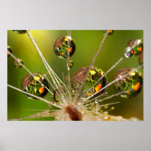 Poster Dandelion And Water Droplets