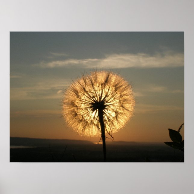 Poster Dandelion brillant (Devant)