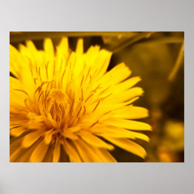 Poster Dandelion Closeness (Devant)