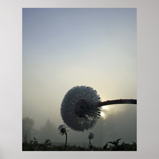 Poster Dandelion Dawn (Devant)