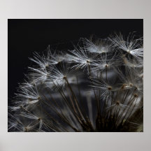 Dandelion en noir