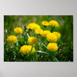 Poster Dandelion Fleurs Dandelions Jaune Vert