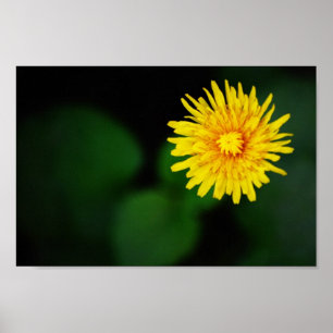 Poster Dandelion Flower