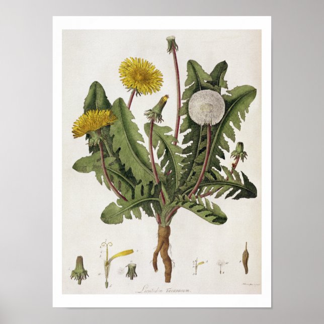 Poster Dandelion (gravure couleur) (Devant)