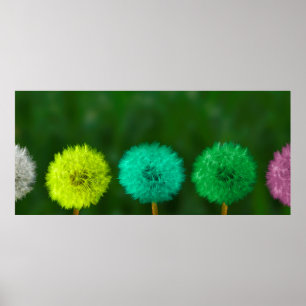 Poster Dandelion multicolore