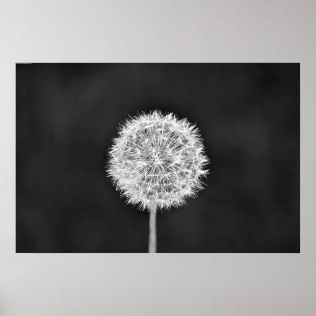 Poster Dandelion - Noir (Devant)