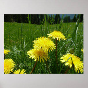 Poster Dandelions de montagne