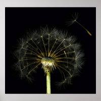Dandilion Puff Fine Art Print