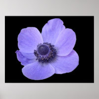 Poster d'anémone bleu