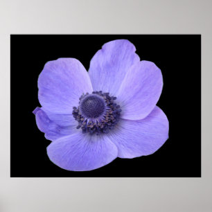 Poster d'anémone bleu