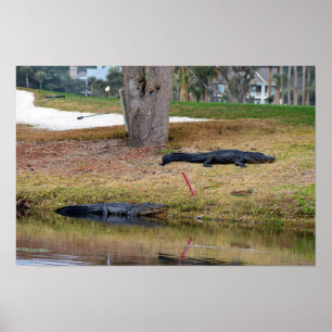 Poster Danger d'alligator sur le parcours de golf