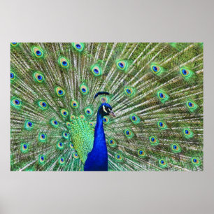 Poster Dans la couleur vivante