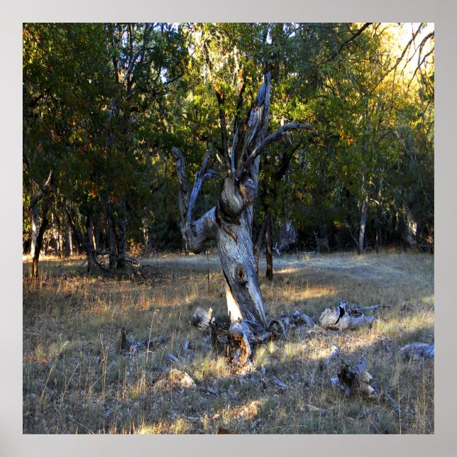 Poster Dans la forêt.... (Devant)