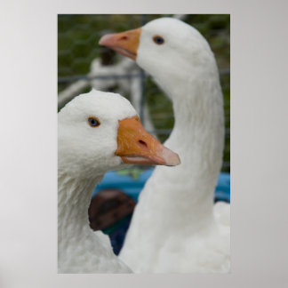 Poster Dans la grange de Fowl