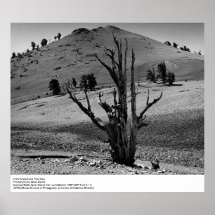 Poster Dans la zone du pin de Bristle-Cone par Ansel Adam