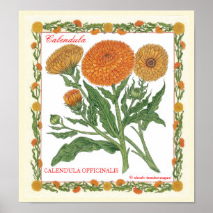 Poster Dans l'affiche de Calendula de ~ de jardin