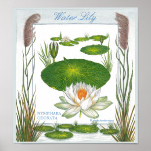 Poster Dans l'affiche de nénuphar de ~ de jardin