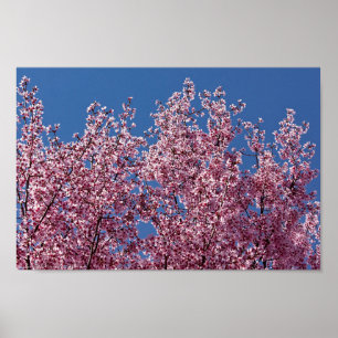 Poster Dans le carrelage bleu japonais des fleurs de ceri