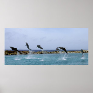 Poster Danse de dauphin