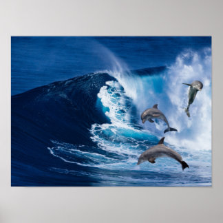 Poster Danse des dauphins