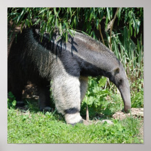Poster d'Anteater géant