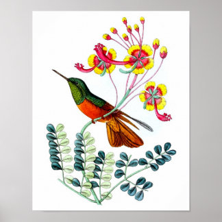 Poster d'antiquités No.9 de colibri Imprimer.