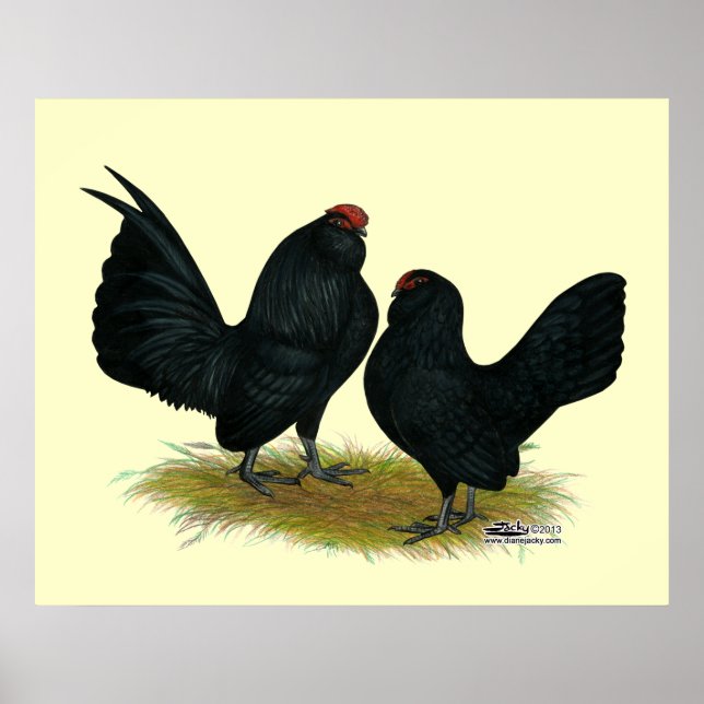 Poster D'Anvers Black Bantams (Devant)