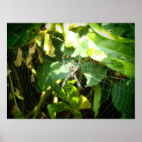 Poster d'araignée Hawaii