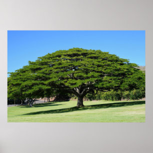 Poster d'arbre majestueux hawaïen