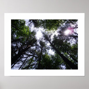 Poster d'arbres dans une forêt.