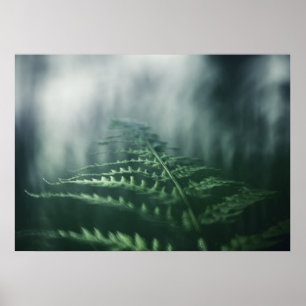 Poster Dark Moody Fern photo nature