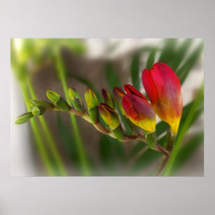 Poster dark red freesia