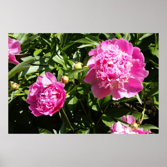 Poster Dark rose peonies (Devant)