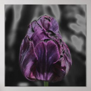 Poster d'art Abstrait de la Tulipe violette brilla