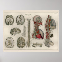 Poster d'art anatomique de 1837 Vintage Cerveau Ne