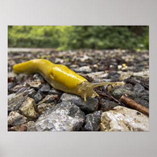 Poster d'art Banana Slug