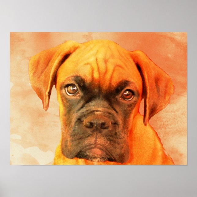 Poster d'art Boxer Dog (Devant)