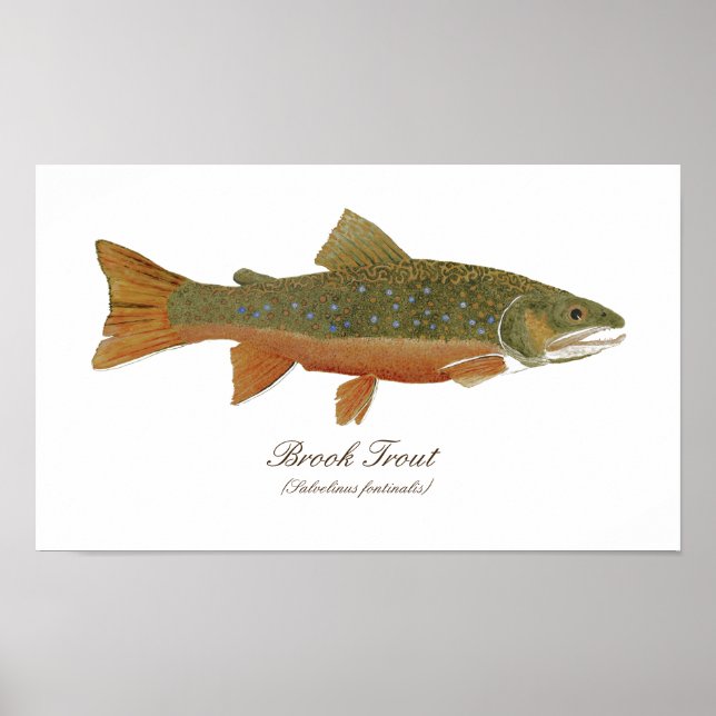 Poster d'art Brook Trout (Devant)