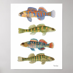 Poster d'art Darters d'eau douce