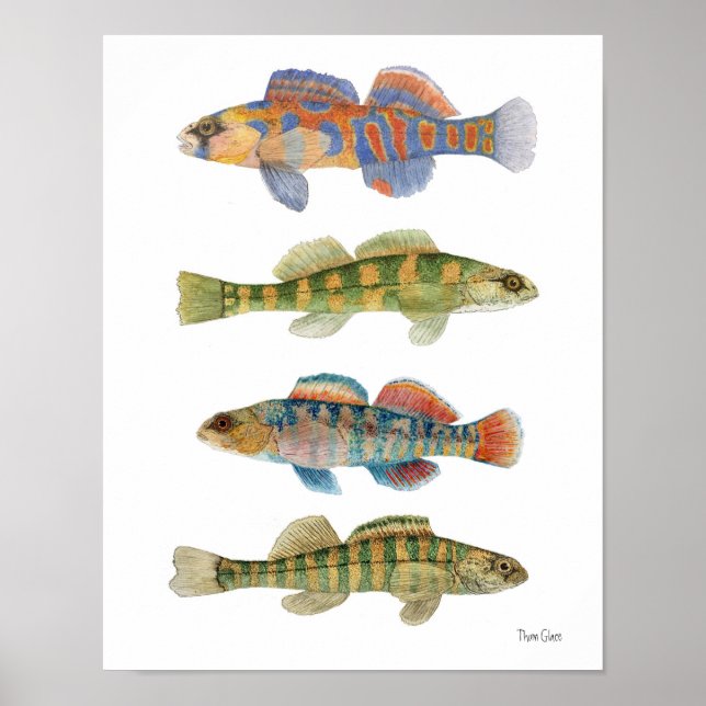 Poster d'art Darters d'eau douce (Devant)