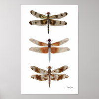 Poster d'art de 3 espèces de libellules