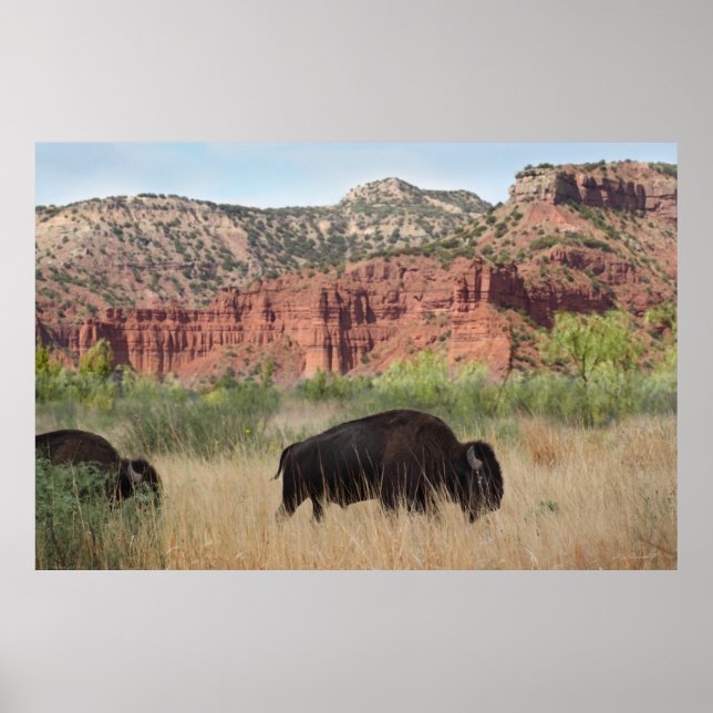 Poster d'art de Canyon Buffalo -60x40 -autres tail (Devant)