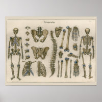 Poster d'art de l'anatomie de la colonne vertébral