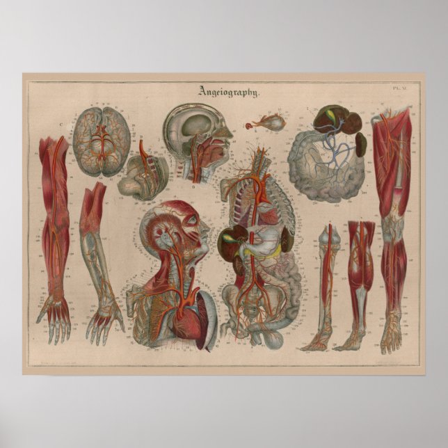 Poster d'art de l'anatomie du sang des artères Vin (Devant)