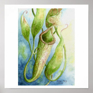 Poster d'art de l'aquarelle Borneo Nepenthes