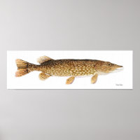 Poster d'art de Northern Pike