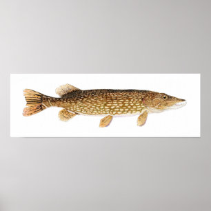 Poster d'art de Northern Pike