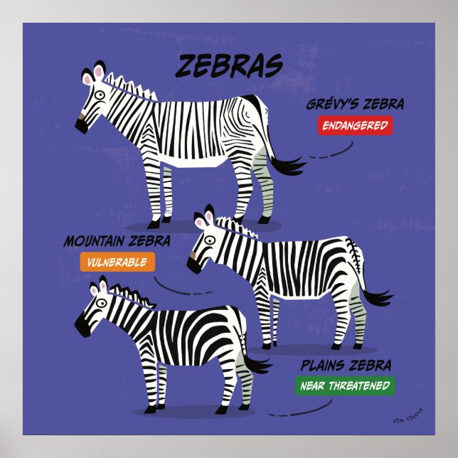 Poster d'art des espèces Zebra v2 (Devant)
